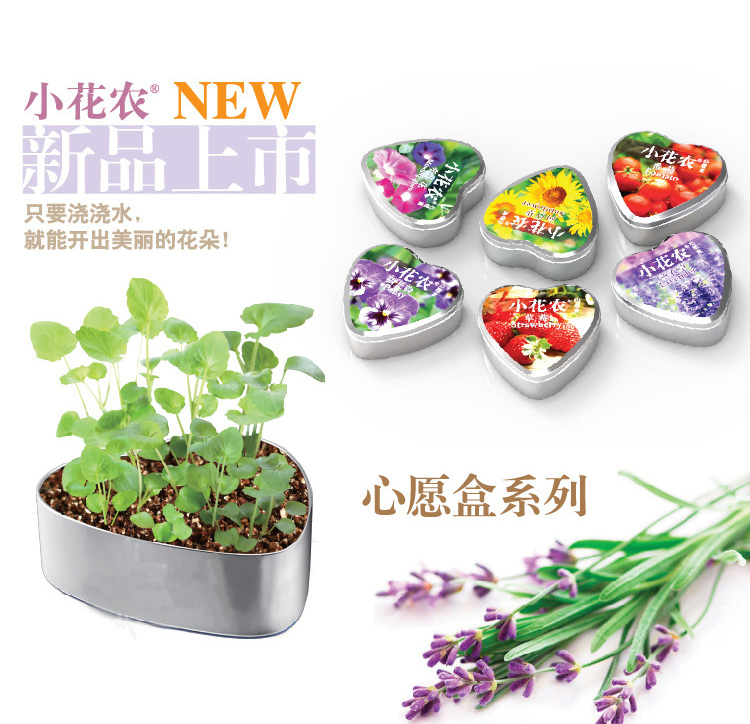心愿盒迷你盆栽 心语心愿DIY 447286