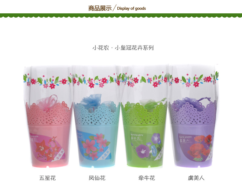 小皇冠系列创意迷你植物花卉种子 办公室盆栽 460421