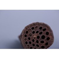 简约田园风格装饰艺术纯天然植物干果迷你小莲蓬摆件