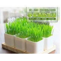 麦健康创意园艺创意小麦草盆栽观赏家居宠物口粮