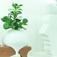 仿真手感多肉植物 大中小号沙漠玫瑰