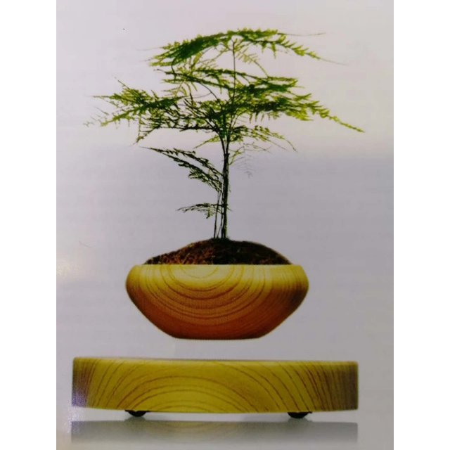 悬浮盆栽 Air Bonzai 会漂浮的佛系盆栽